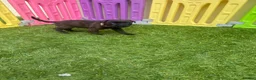 Staffordshire Bull Terrier dogs for sale: **KC reg*22 Champions* staffy pups - Advert 11