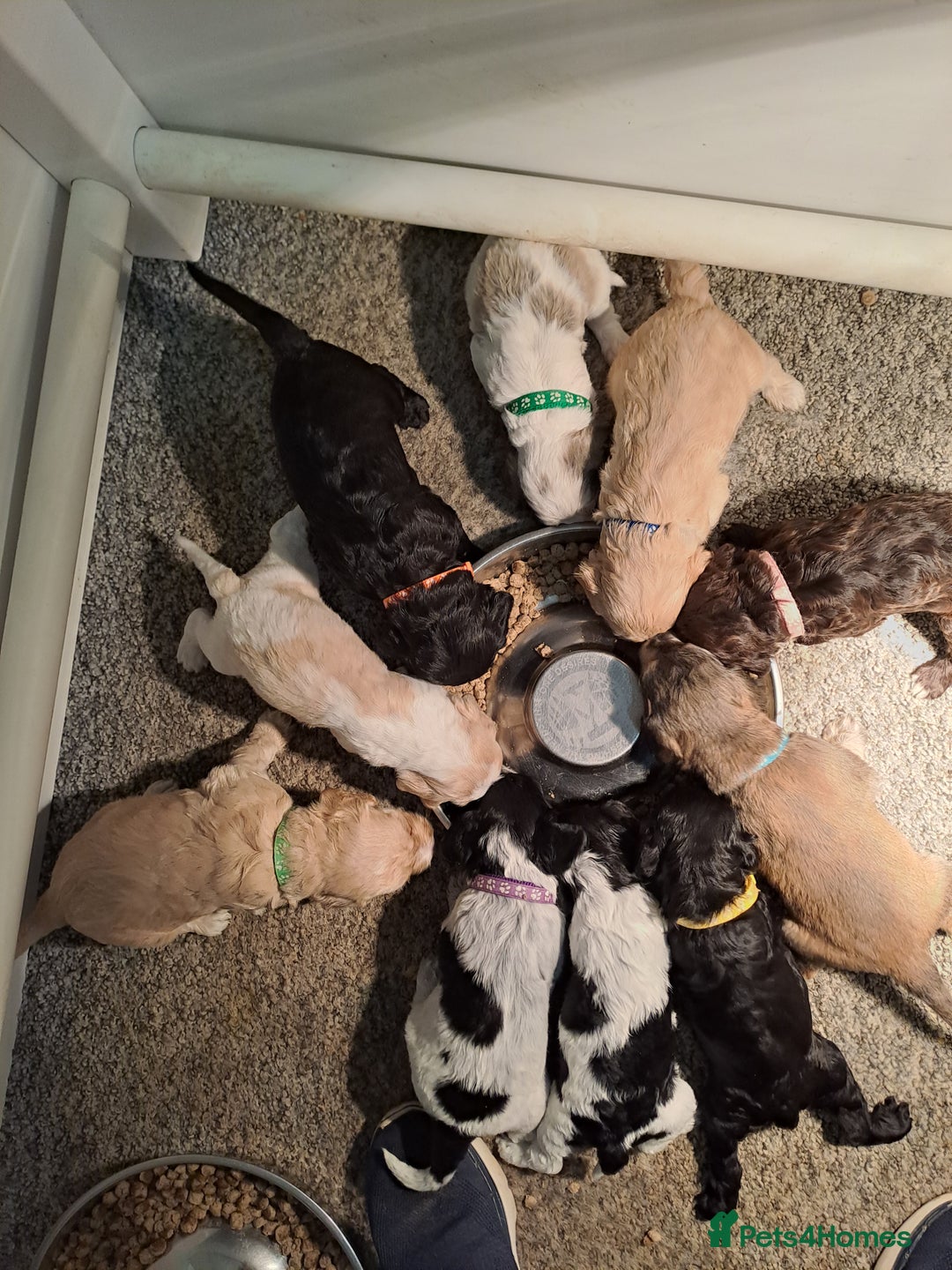 Cocker Spaniel dogs for stud: Kc Registered Cocker Spaniel Stud in March - Advert 5