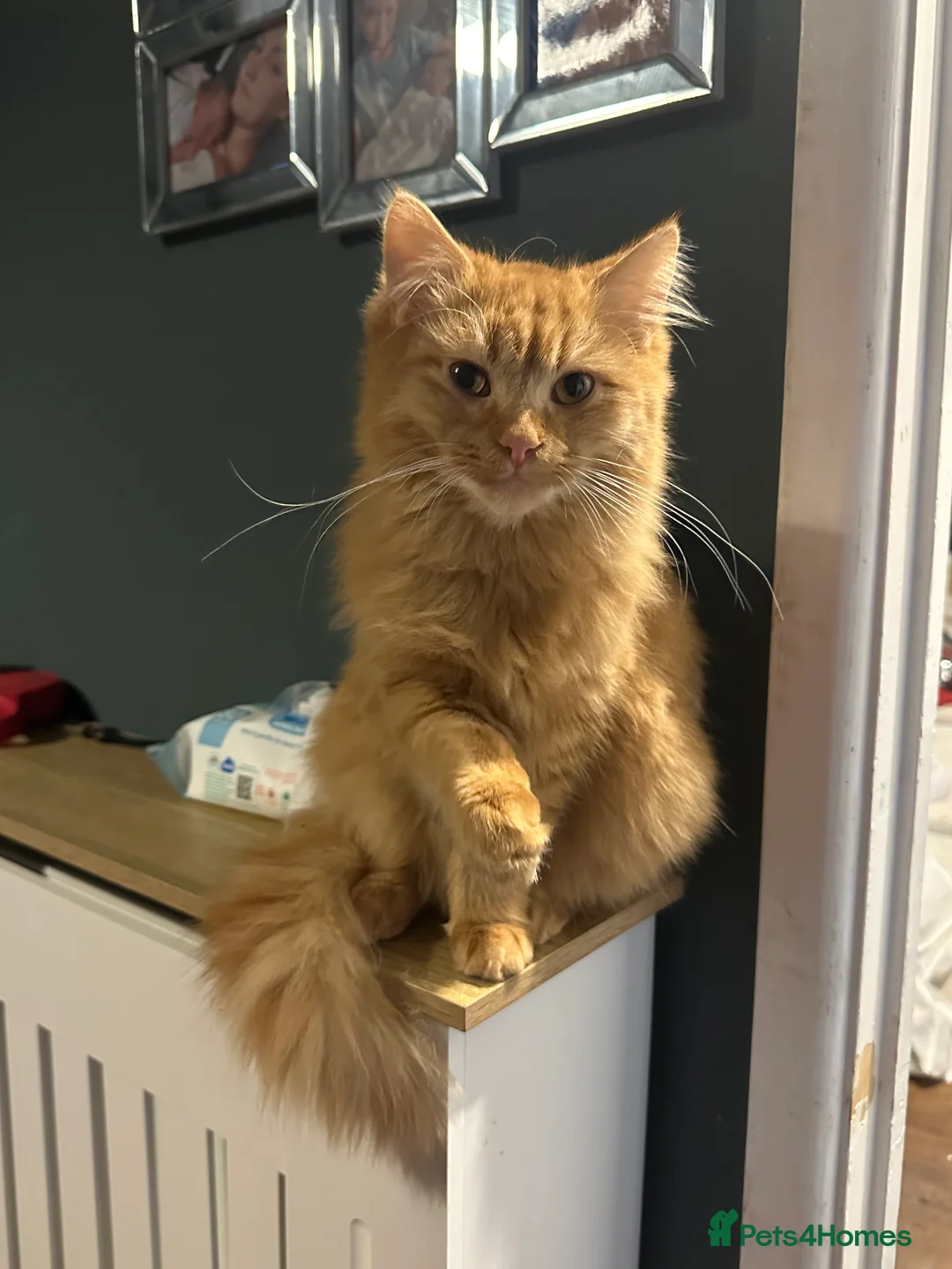 Mixed Breed cats for sale: 7 month old tom cat - Advert 2