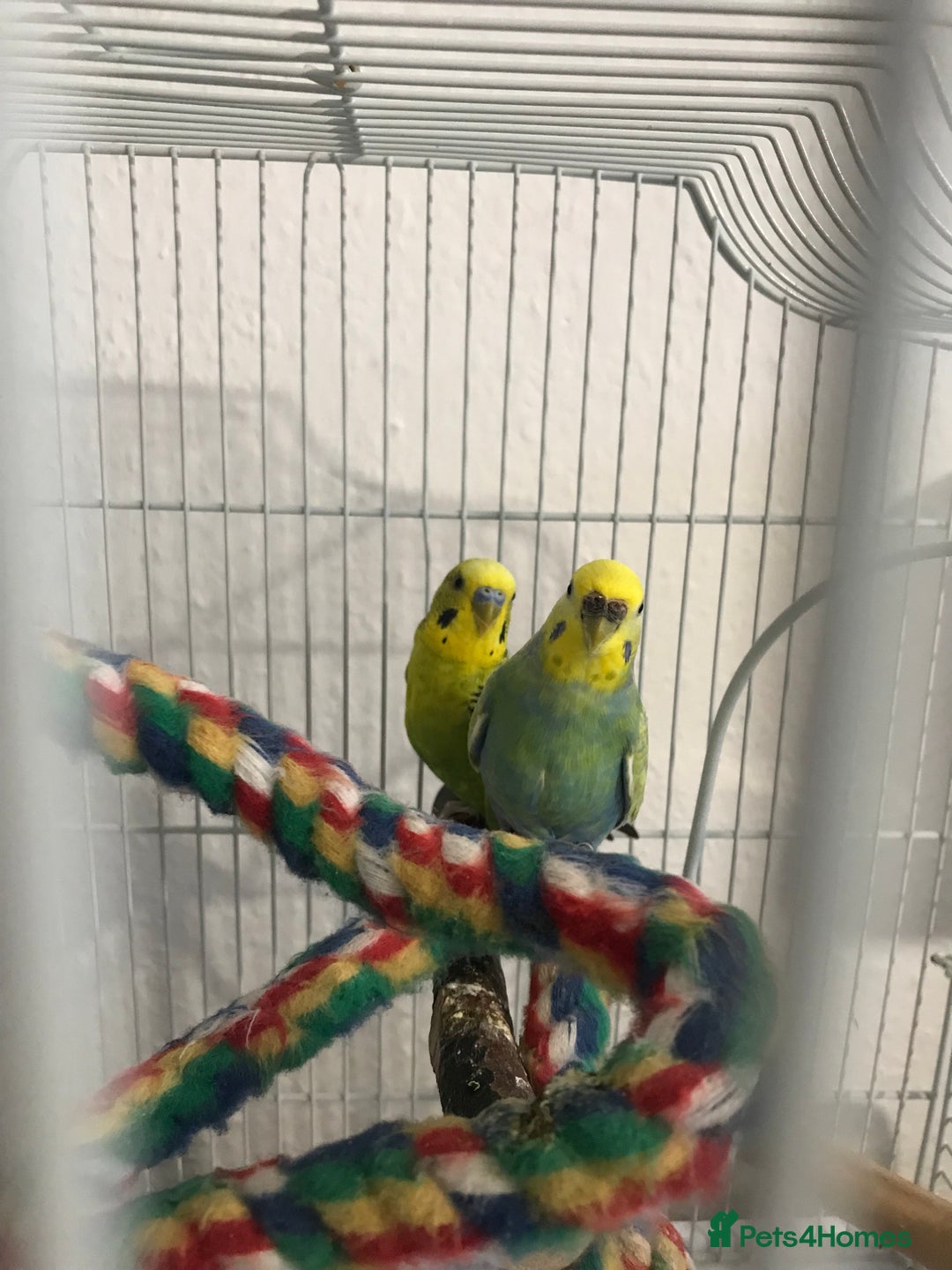 Budgerigars birds for sale: Pair of budgies with cage - Advert 4