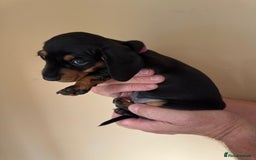 Miniature Dachshund dogs for sale: KC REGISTERED MINIATURE DACHSHUND BLACK AND TAN - Image 6