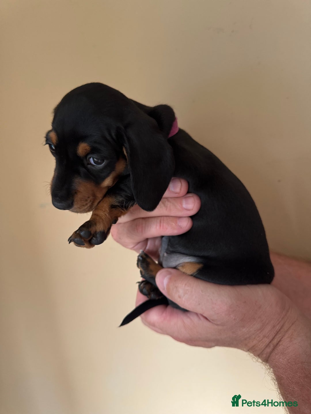 Miniature Dachshund dogs for sale: KC REGISTERED MINIATURE DACHSHUND BLACK AND TAN - Image 6