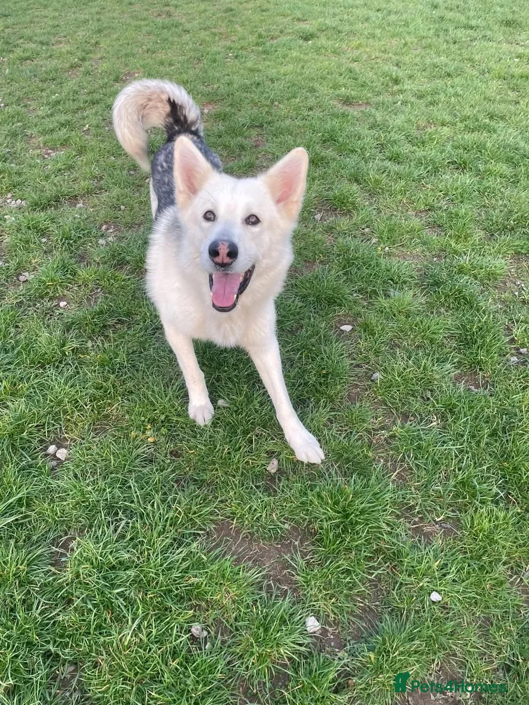 Mixed Breed dogs for sale: German Shepherd X Alaskan Shepherd  - Advert 3