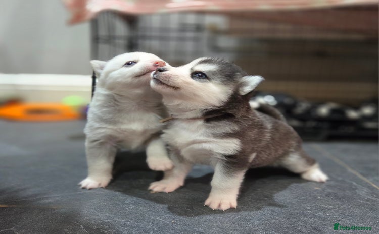 Pomsky dogs - Advert 5