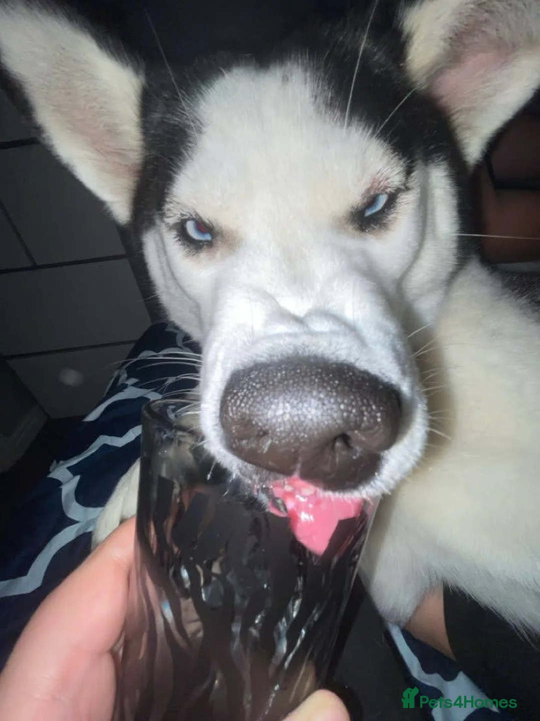 Siberian Husky dogs for sale: Husky - Advert 4