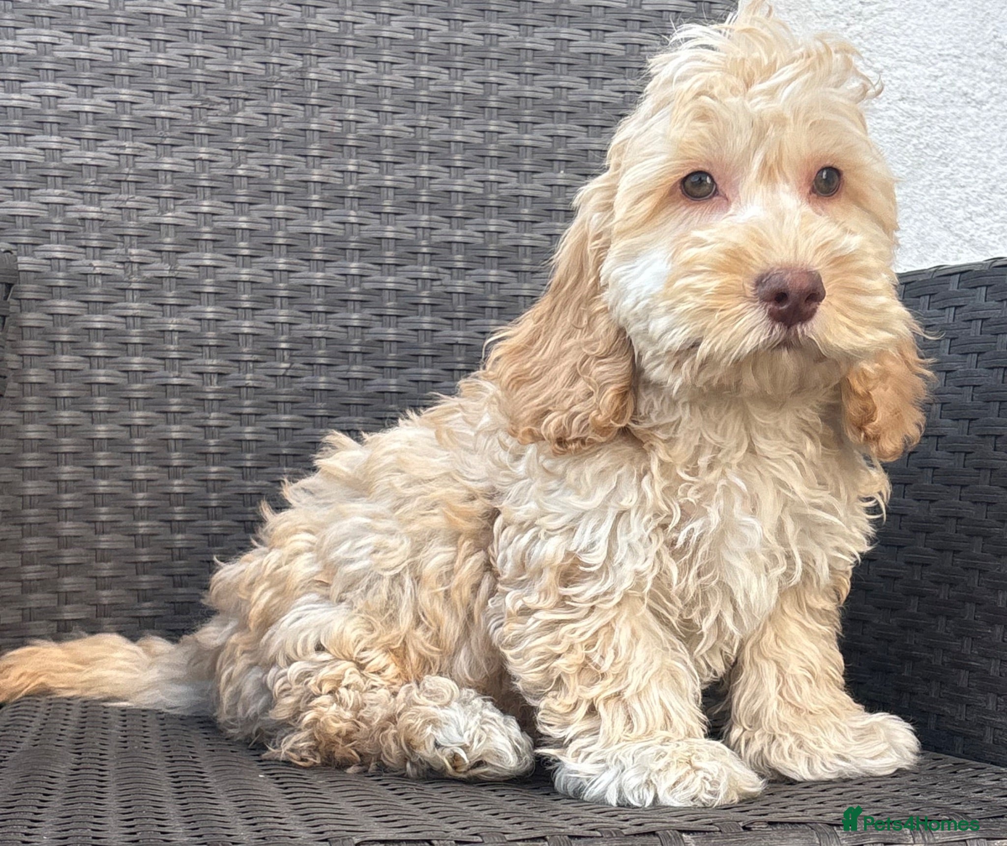 Cockapoo dogs F1 cockapoo puppies  - Advert 1