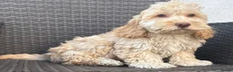 Cockapoo dogs for sale: F1 cockapoo puppies  - Advert 2