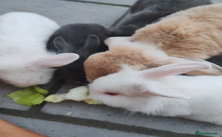 Mini Lop rabbits - Advert 3