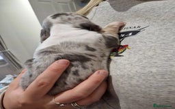 Miniature Dachshund dogs for sale: Adorable Miniature Dachshund Puppies 4boys & 1girl - Image 18
