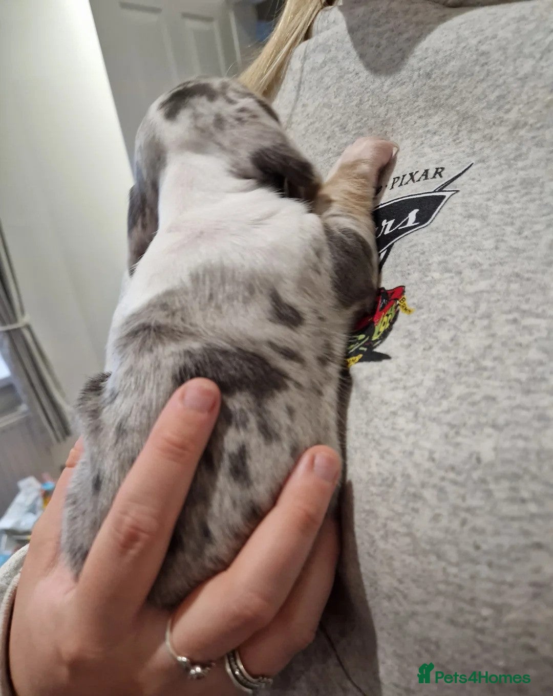 Miniature Dachshund dogs for sale: Adorable Miniature Dachshund Puppies 4boys & 1girl - Image 18