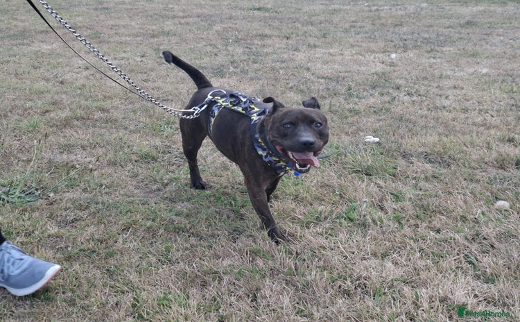 Staffordshire Bull Terrier dogs - Advert 1
