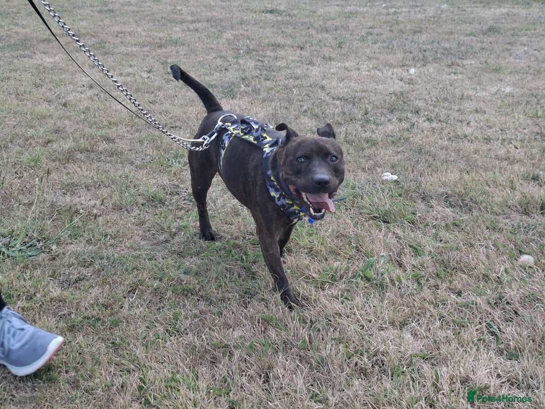 Staffordshire Bull Terrier dogs for sale: 5yr old male staffy - Image 1