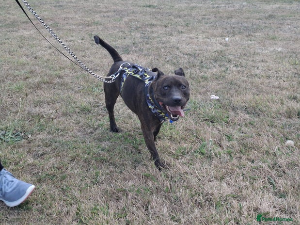 Staffordshire Bull Terrier dogs - Advert 1