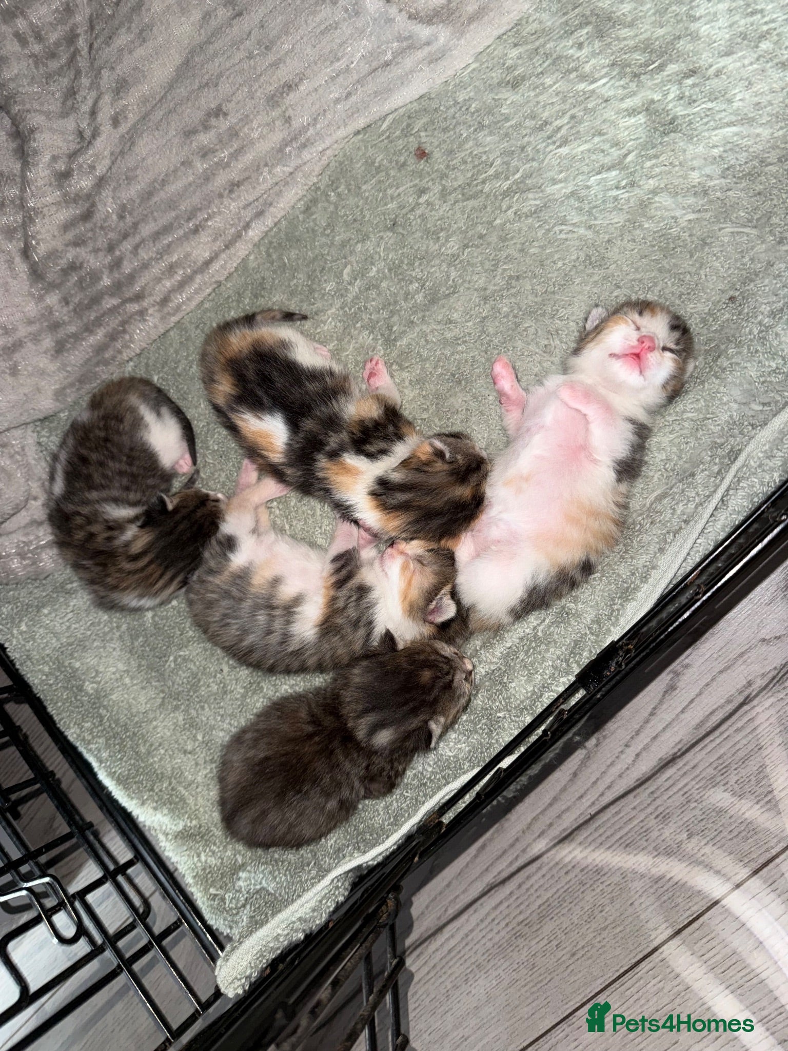 American Shorthair cats 4 kittens - Advert 1