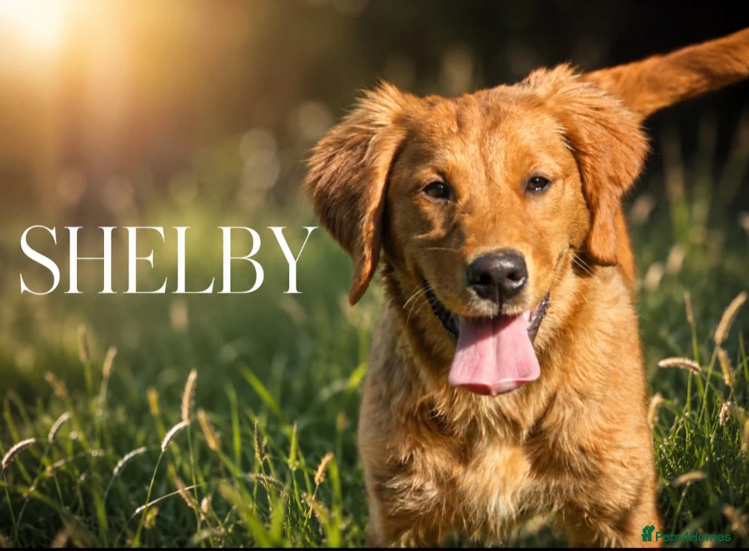 Golden Retriever dogs for sale: Golden retriever female - Advert 1