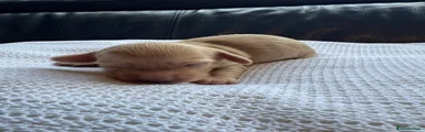 Miniature Dachshund Puppy 3