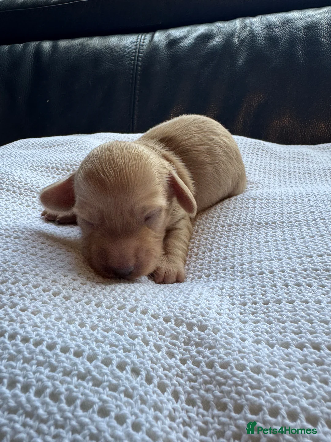 Miniature Dachshund dogs for sale: Cream Long Haired Dachshunds - Advert 4