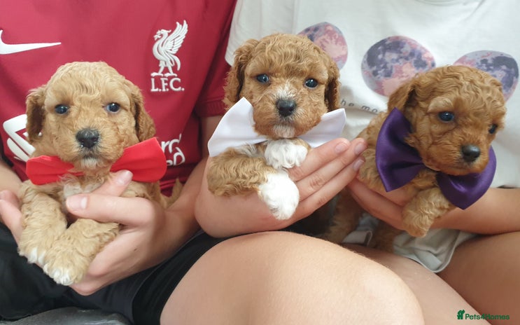 Coton De Tulear dogs - Advert 1