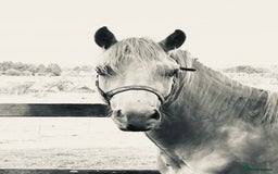 Welsh Section D horses for sale: Stunning palomino Section D - Image 4