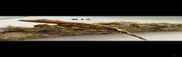 Gecko reptiles for sale: NEW Adult + Juvenile Crested Geckos + Lilly Whites - Advert 27