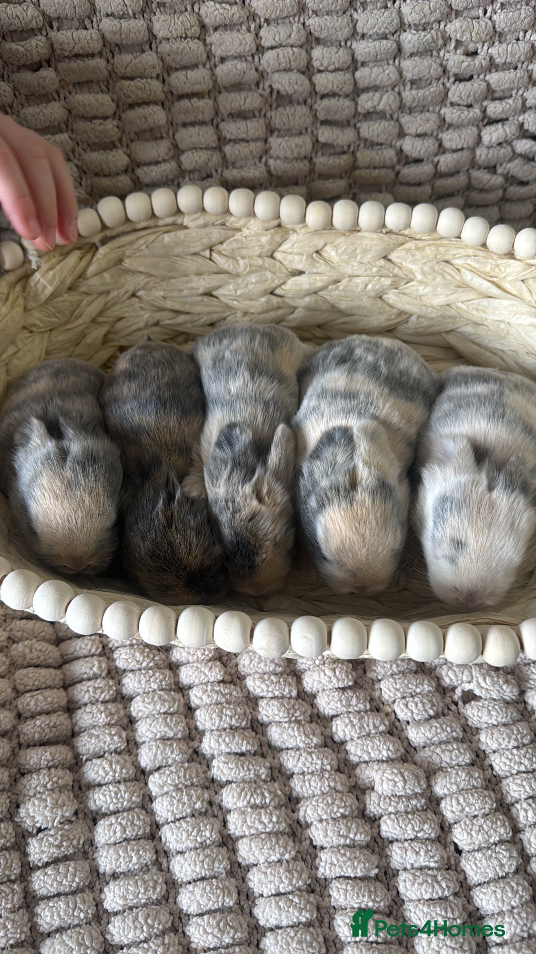 Mini Lop rabbits for sale: ✨ Beautiful Lops ✨  - Advert 8