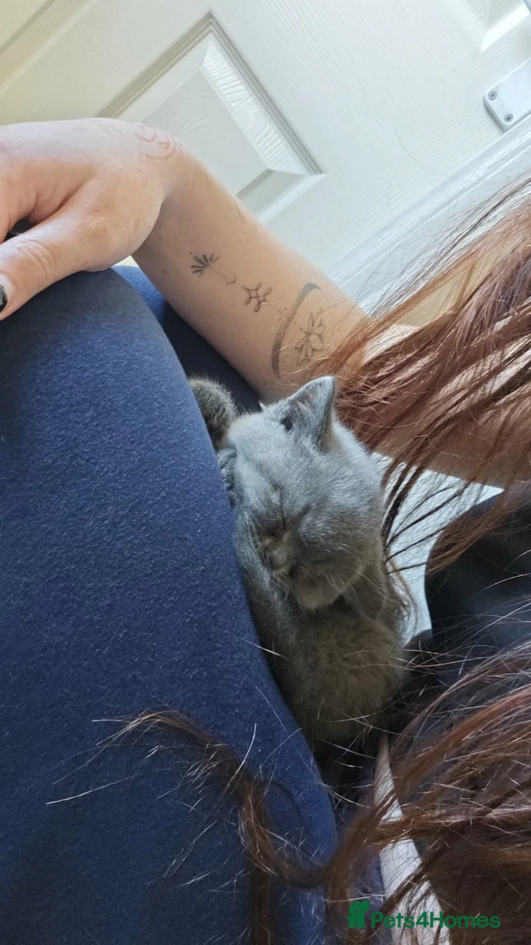 British Shorthair cats for sale: 2 British short-hair boys, pure breed  - Advert 4