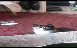 Domestic Shorthair cats for sale: Domestic shorthair  - Image 2