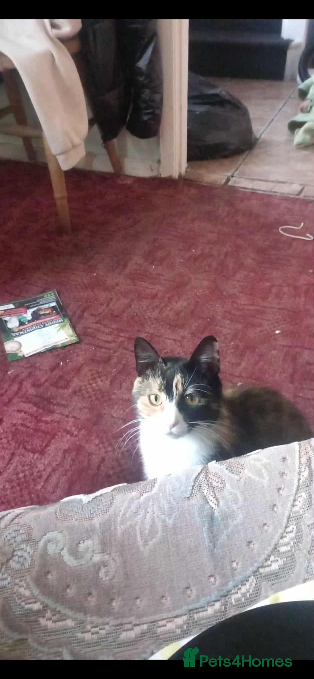 Domestic Shorthair cats for sale: Domestic shorthair  - Image 2