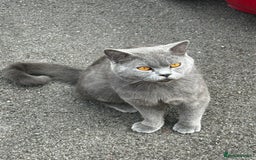 British Shorthair cats for sale: 🩵 3 British Long/Shorthair kittens! 🩵 - Image 8