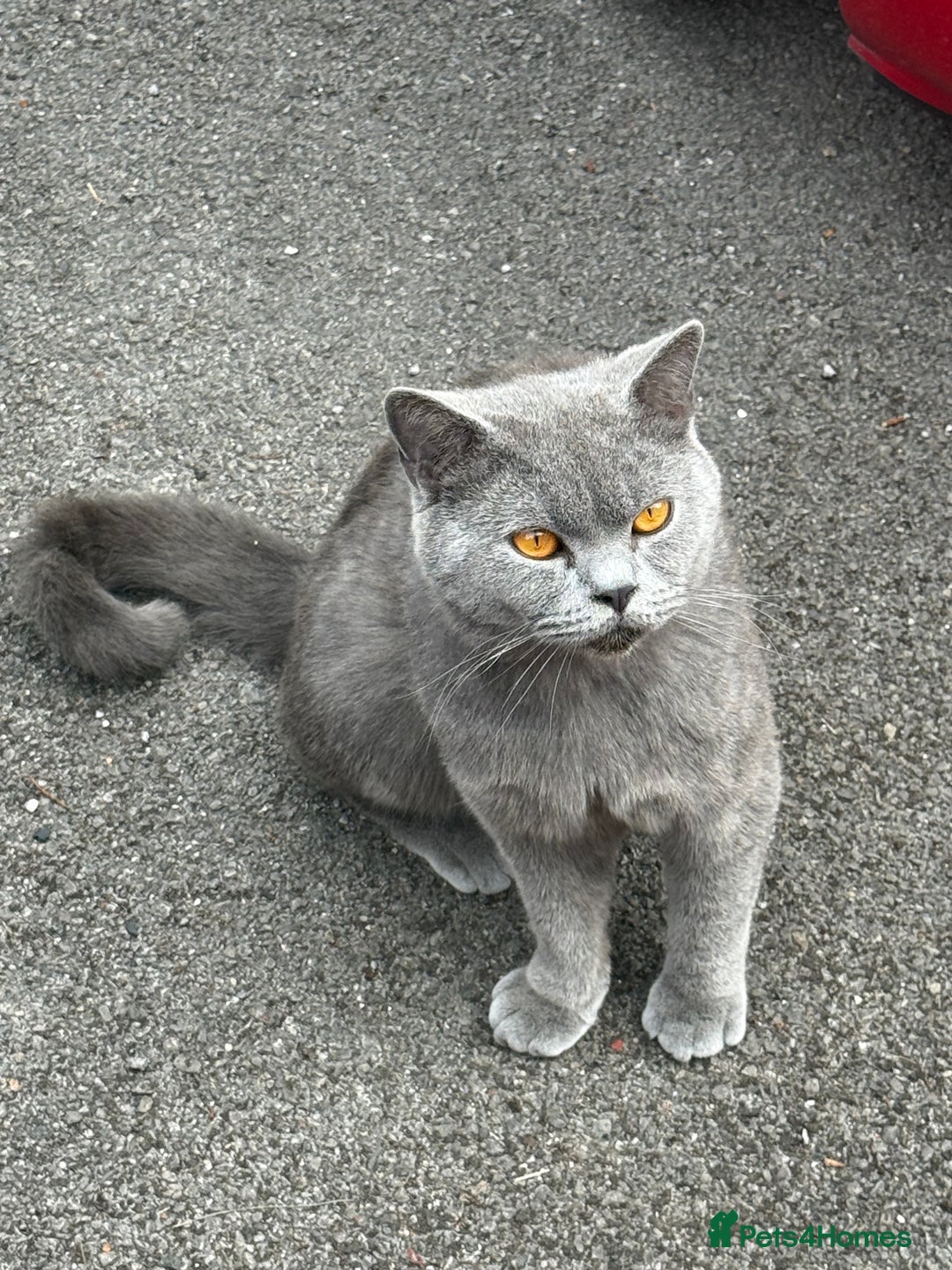 British Shorthair cats for sale: 🩵 3 British Long/Shorthair kittens! 🩵 - Image 8