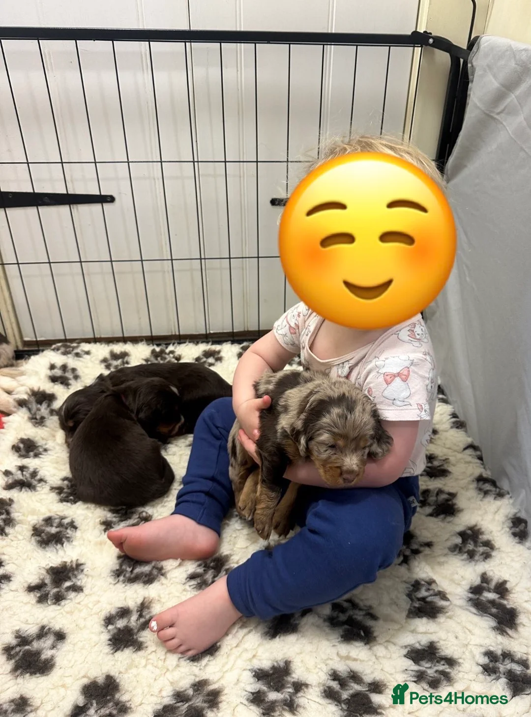 Mixed Breed dogs for sale: ONLY 1 LEFT Beautiful Cocker X Puppies  - Advert 19