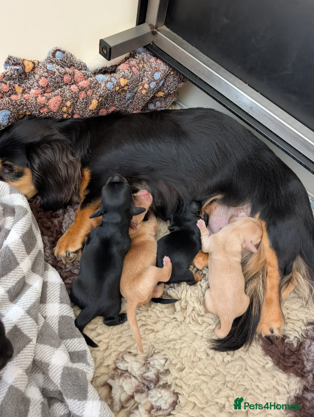Miniature Dachshund dogs for sale: Stunning miniature dachshund  - Advert 2