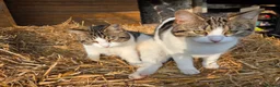Mixed Breed cats for sale: 4 Male Kittens  in Pontypool - Advert 2