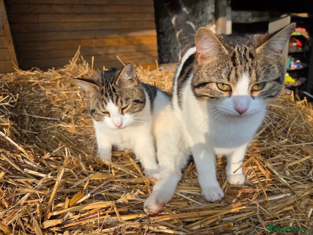 Mixed Breed cats for sale: 4 Male Kittens  in Pontypool - Advert 2