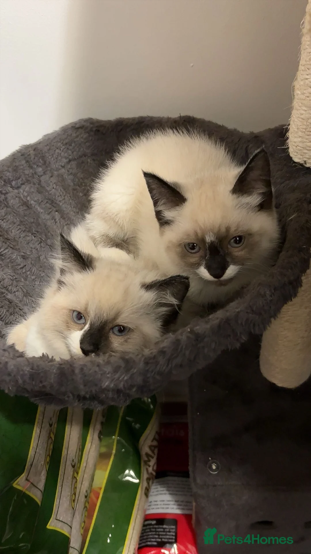 Ragdoll cats for sale: X3 Beautiful Ragdoll Kittens - Ready to leave 🐱 - Advert 17