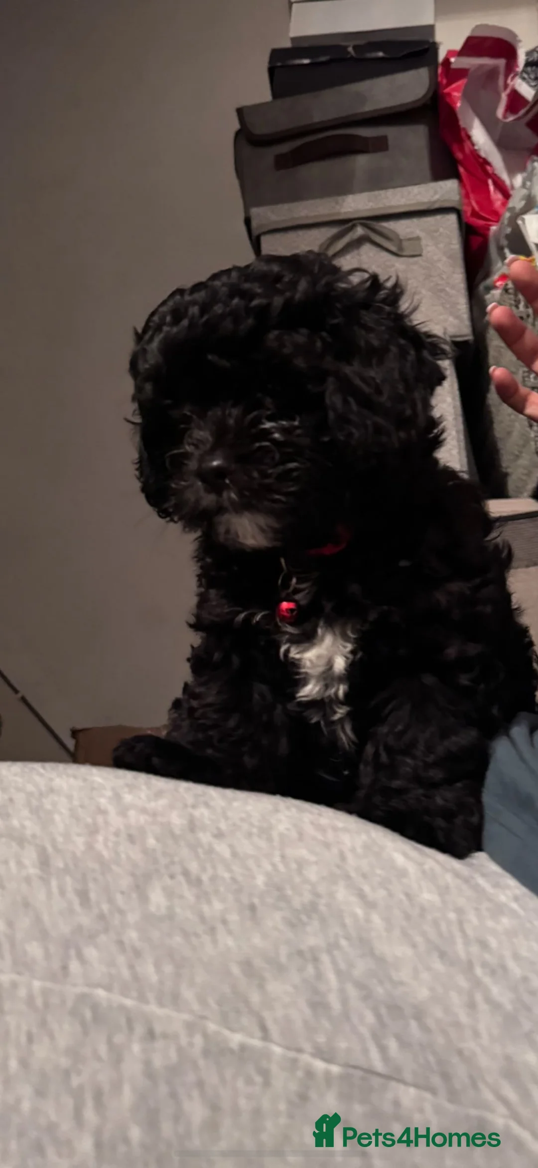 Shihpoo dogs for sale: Adorable 3-Month-Old Shihpoo Puppies for Sale - Advert 2