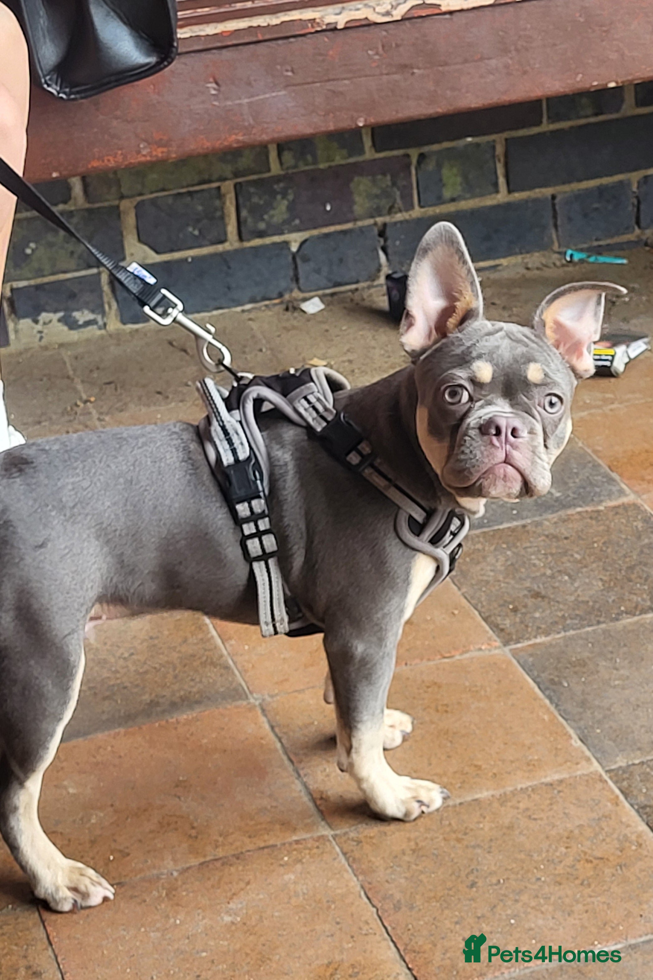 French Bulldog dogs 5 month old french bulldog - Advert 1