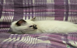 Ragdoll cats for sale: GCCF Registered female. Ready now.  - Image 5
