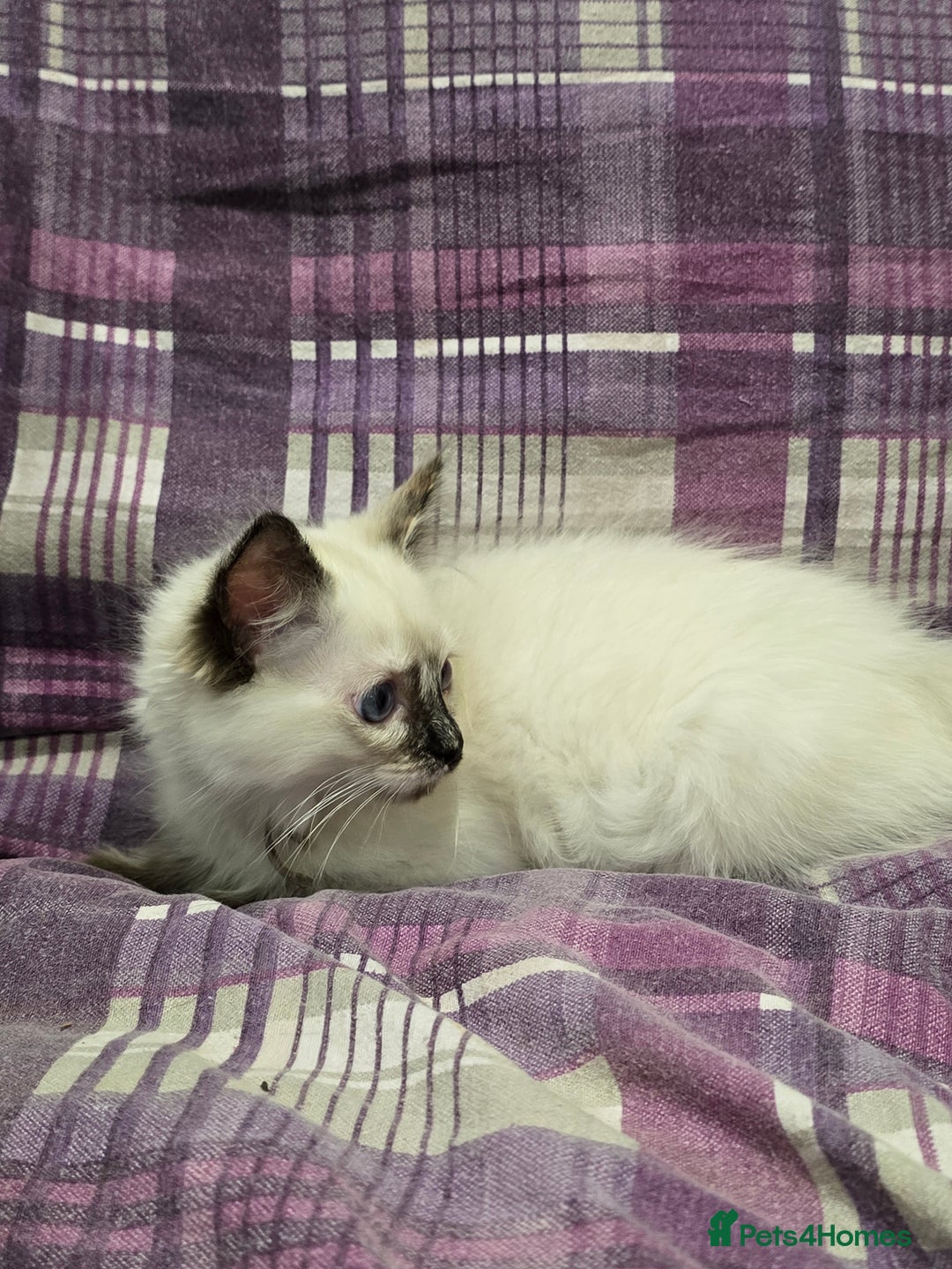 Ragdoll cats for sale: GCCF Registered female. Ready now.  - Image 5