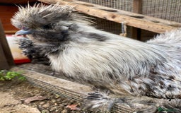 Chickens poultry for sale: Silkie and Polish Cockerels - Image 1