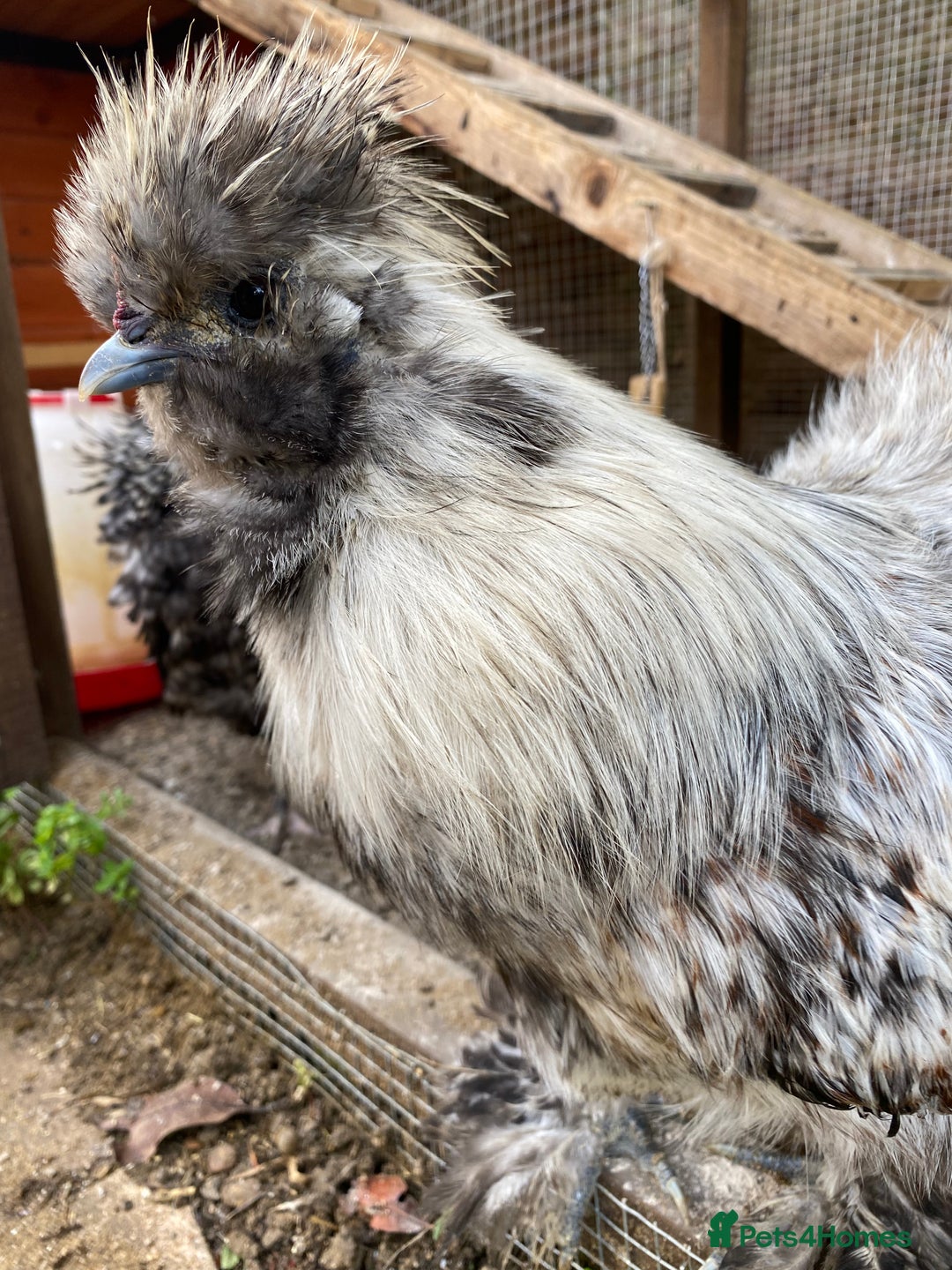 Chickens poultry for sale: Silkie and Polish Cockerels - Image 1