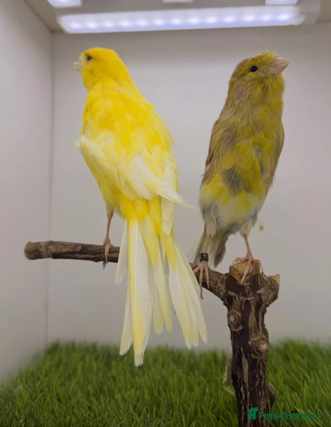 Canaries birds for sale: Persian and Lancashire canary’s  - Advert 12