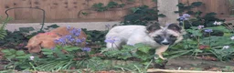 Mixed Breed dogs for adoption: ❤️CANDY & ESMERALDA❤️ TWO LITTLE DELICATE SOULS in Liverpool - Advert 22