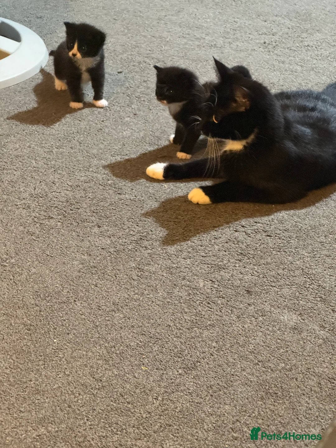 Mixed Breed cats for sale: 4 Adorable ragdoll x tuxedo kittens in Basildon - Advert 2