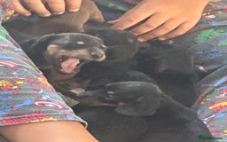 Dachshund dogs for sale: Litter of 7 beautiful Daschund puppies  - Image 27