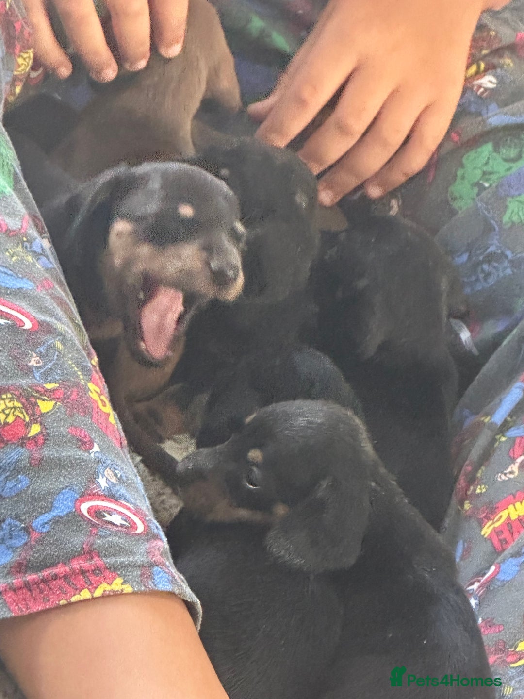Dachshund dogs for sale: Litter of 7 beautiful Daschund puppies  - Image 27