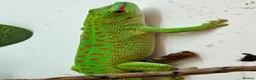 Gecko reptiles for sale: Hi Red Giant Day Geckos - Advert 2