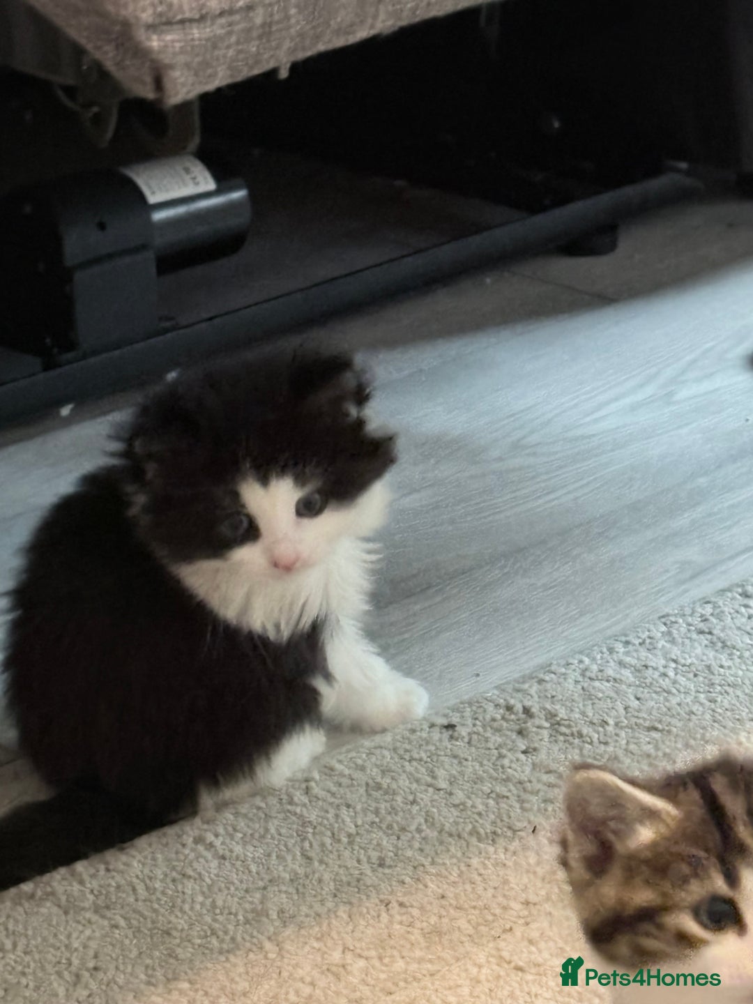 Mixed Breed cats for sale: Beautiful mix breed kittens - Advert 17