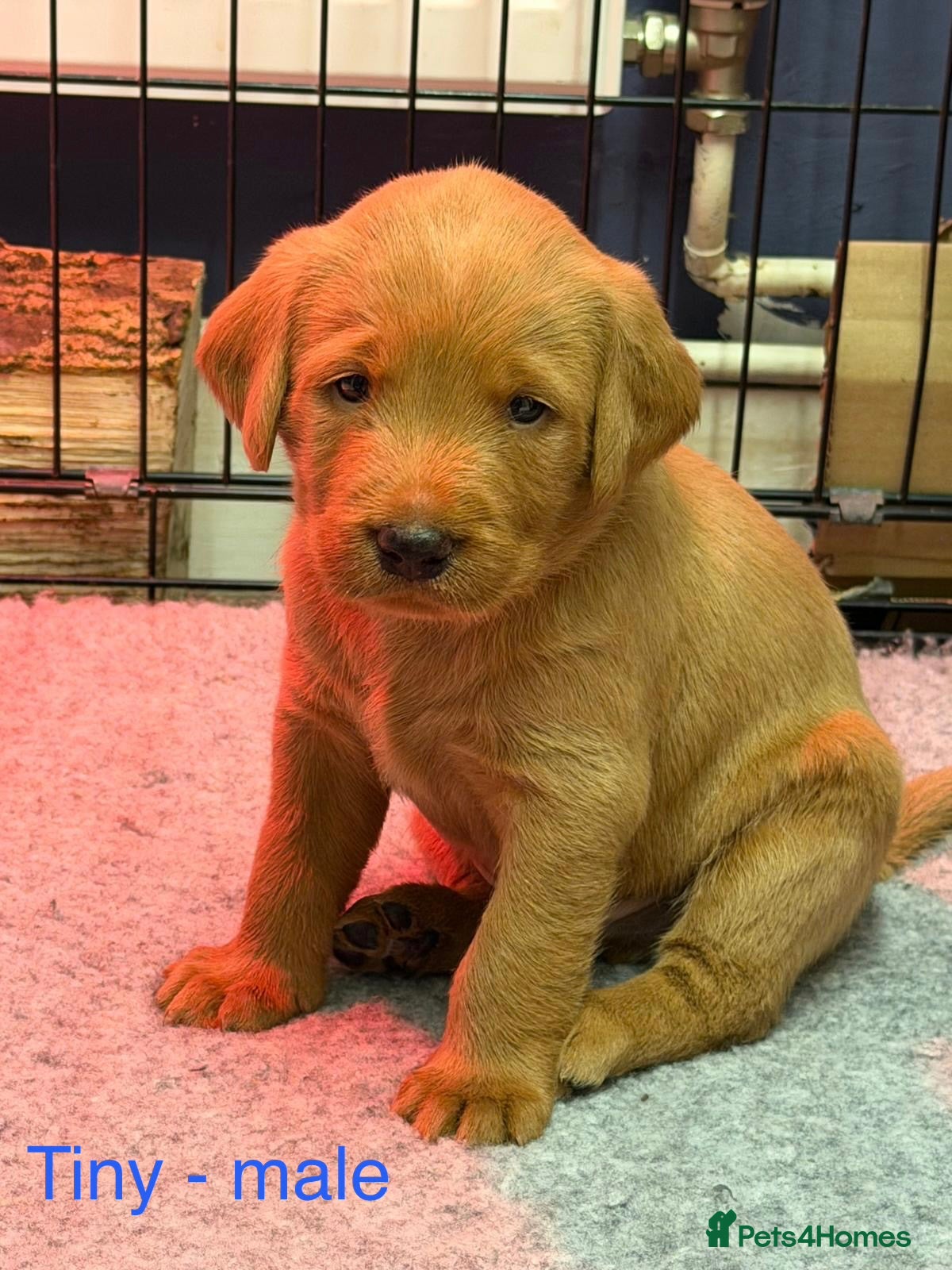 Labradoodle dogs 2 gorge fox red labradoodle x Labrador pups   - Advert 1