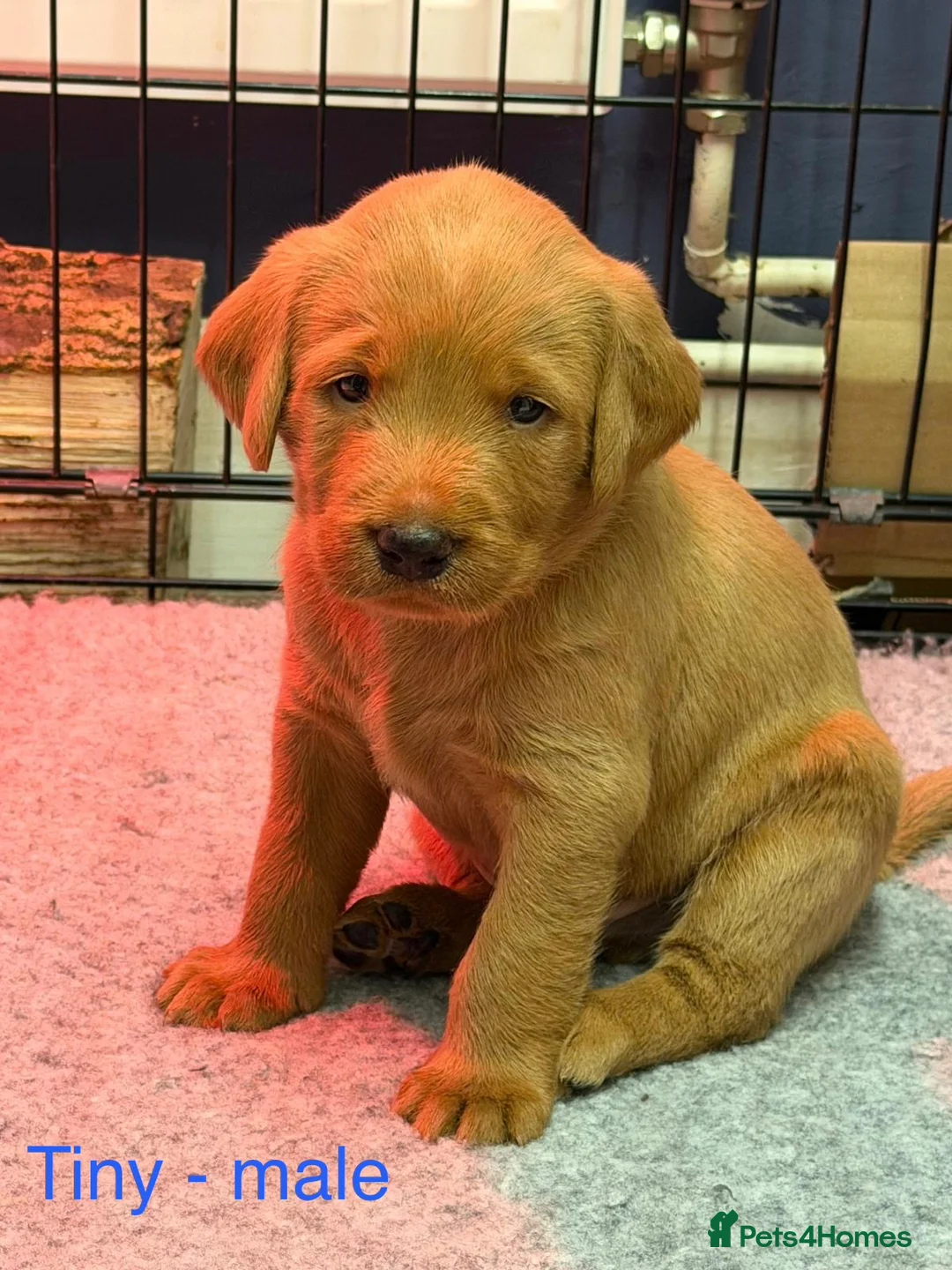 Labradoodle dogs for sale: 2 gorge fox red labradoodle x Labrador pups   - Advert 1
